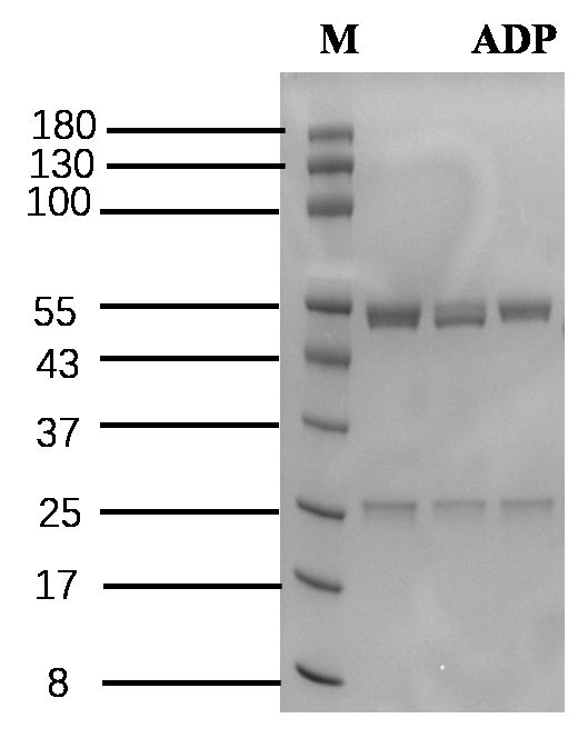 Amlodipine Antibody in SDS-PAGE (SDS-PAGE)