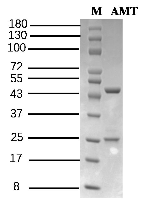 Amitraz Antibody in SDS-PAGE (SDS-PAGE)