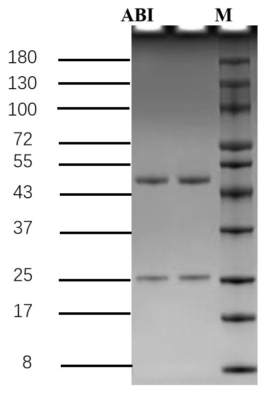 Aminobenzimidazole Antibody in SDS-PAGE (SDS-PAGE)