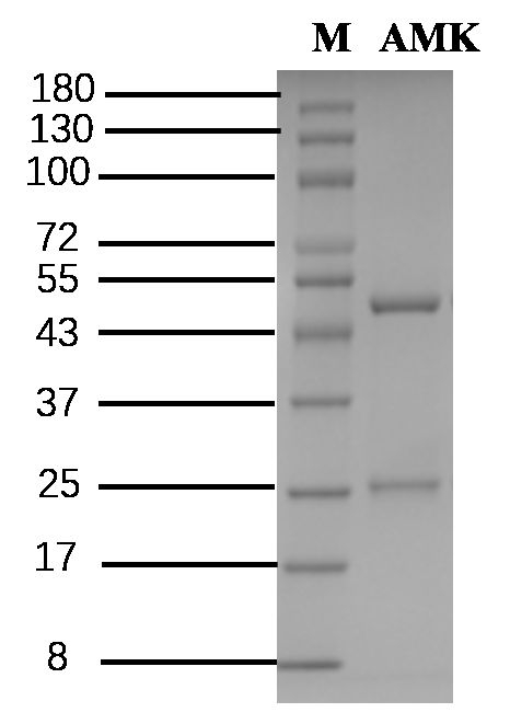 Amikacin Antibody in SDS-PAGE (SDS-PAGE)