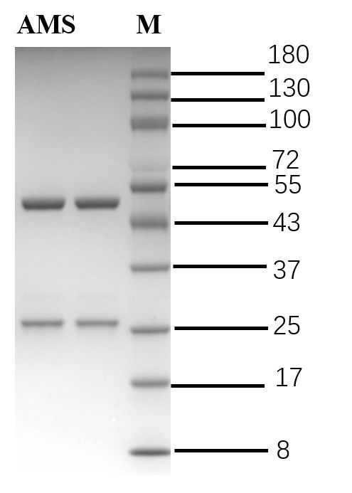 Amantadine Antibody in SDS-PAGE (SDS-PAGE)