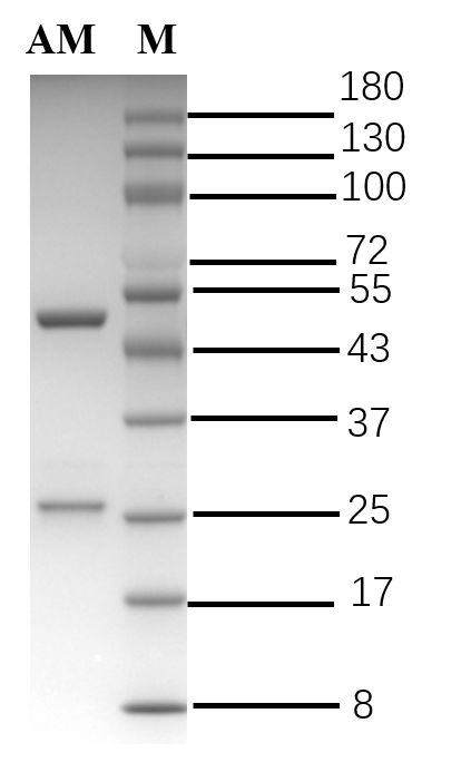 Amantadine Antibody in SDS-PAGE (SDS-PAGE)