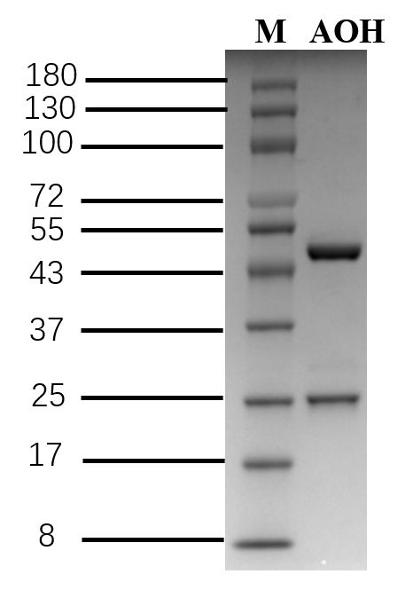 Alternariol Antibody in SDS-PAGE (SDS-PAGE)