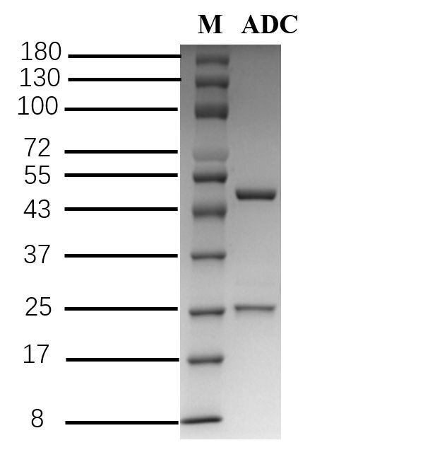 Aldicarb Antibody in SDS-PAGE (SDS-PAGE)