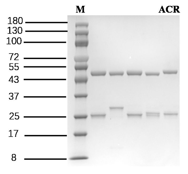 Acrylamide Antibody in SDS-PAGE (SDS-PAGE)