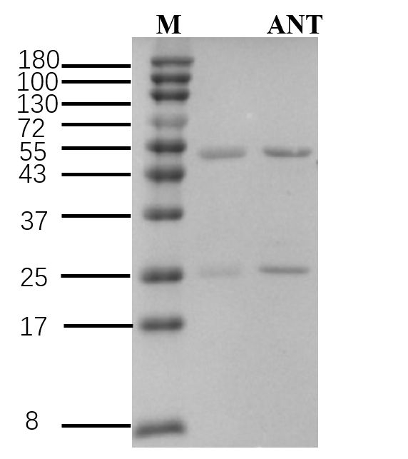 Aconitine Antibody in SDS-PAGE (SDS-PAGE)