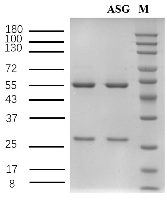Acid scarlet G Antibody in SDS-PAGE (SDS-PAGE)