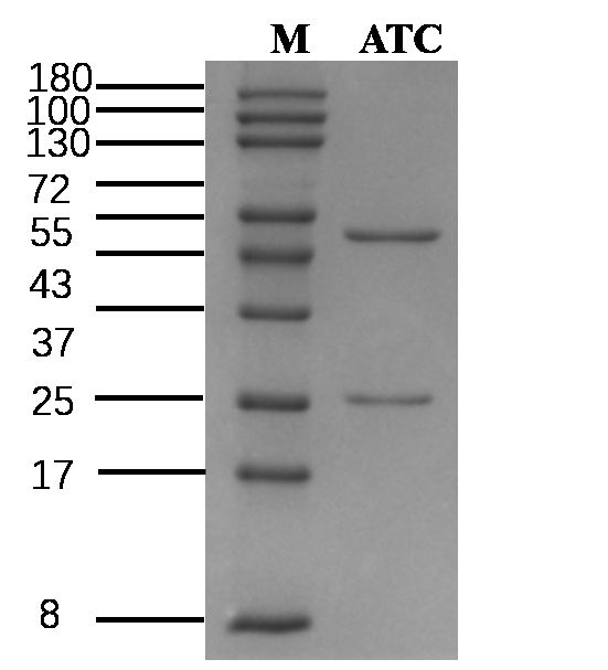 Acetochlor Antibody in SDS-PAGE (SDS-PAGE)