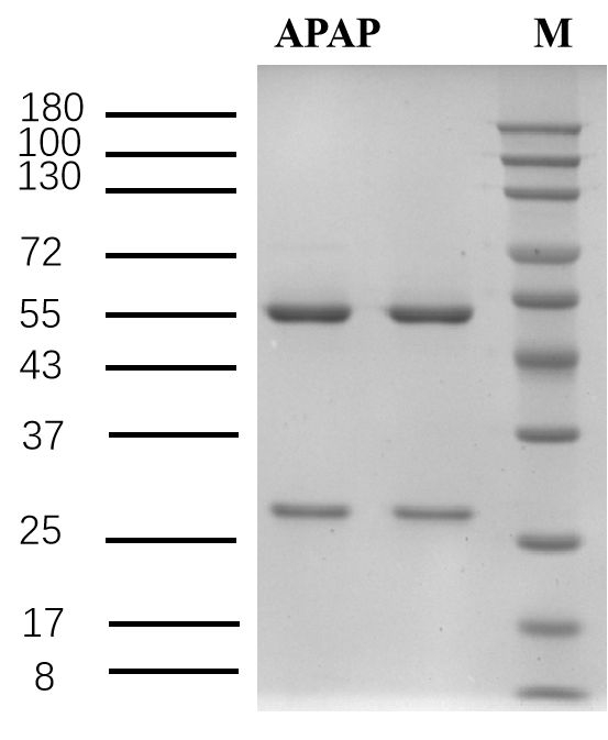 Acetaminophen Antibody in SDS-PAGE (SDS-PAGE)