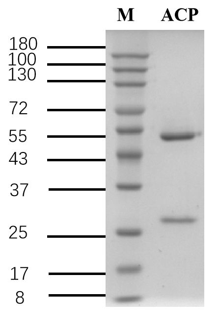 Acephate Antibody in SDS-PAGE (SDS-PAGE)