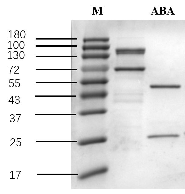 Abscisic acid Antibody in SDS-PAGE (SDS-PAGE)