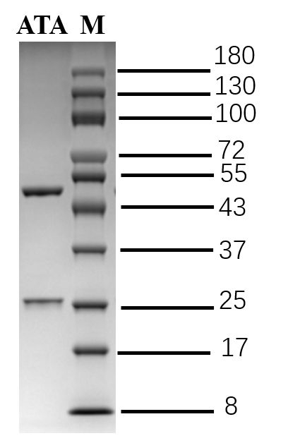 Abietic acid Antibody in SDS-PAGE (SDS-PAGE)