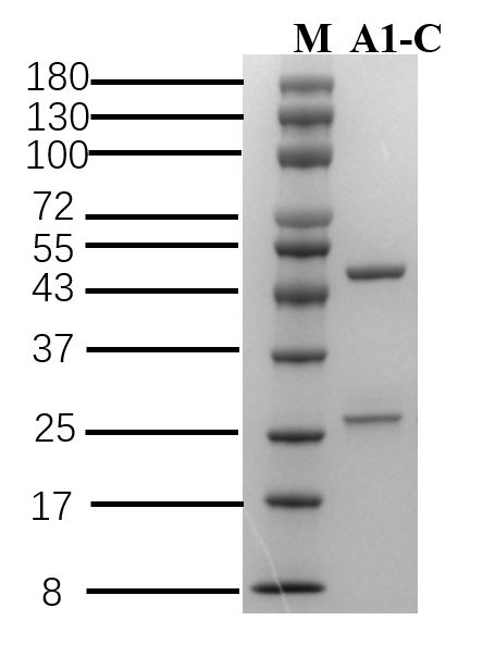 Beta-casein Antibody in SDS-PAGE (SDS-PAGE)