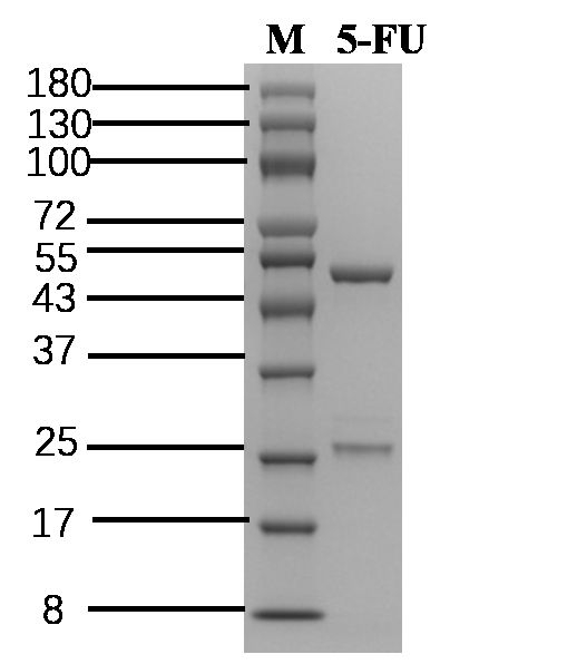 5-Fluorouracil Antibody in SDS-PAGE (SDS-PAGE)