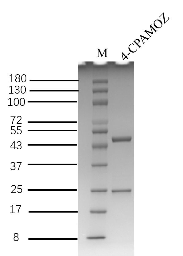 4-Furaltadone metabolite Antibody in SDS-PAGE (SDS-PAGE)