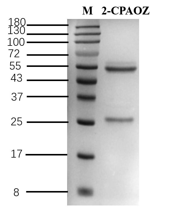 2-Furazolidone metabolite Antibody in SDS-PAGE (SDS-PAGE)