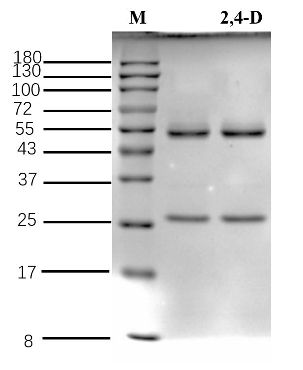 2,4-Dichlorophenoxyacetic acid Antibody in SDS-PAGE (SDS-PAGE)