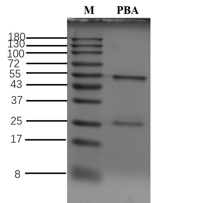 Phenobarbita Antibody in SDS-PAGE (SDS-PAGE)