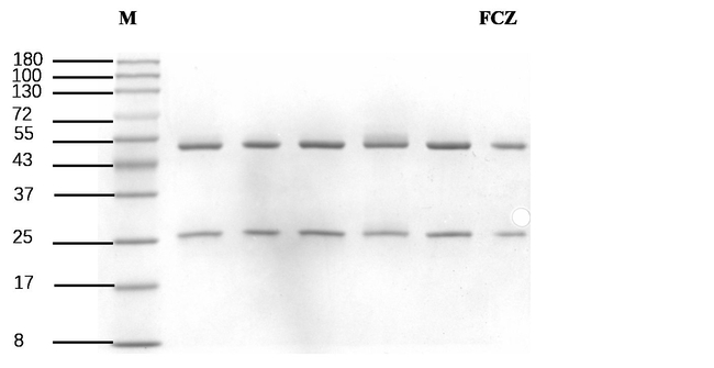 Fluconazole Antibody in SDS-PAGE (SDS-PAGE)