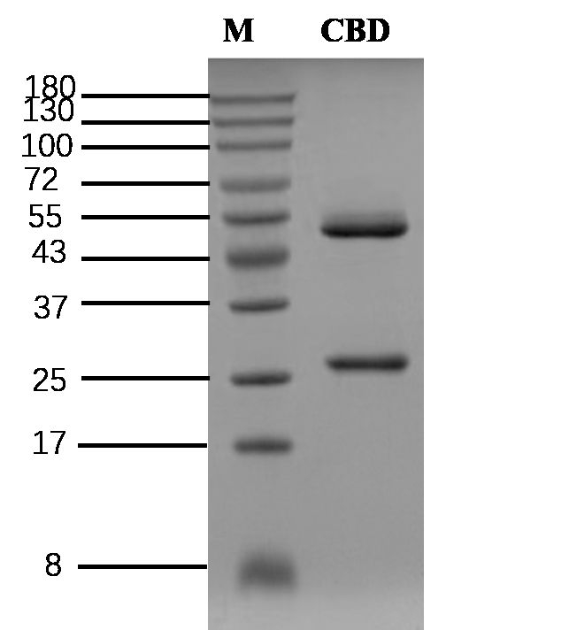 Cannabidiol Antibody in SDS-PAGE (SDS-PAGE)