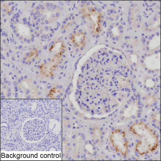 PEDF Antibody in Immunohistochemistry (Paraffin) (IHC (P))