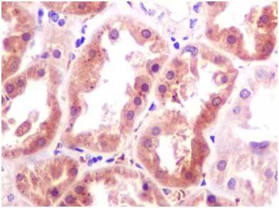 Klotho Antibody in Immunohistochemistry (Paraffin) (IHC (P))