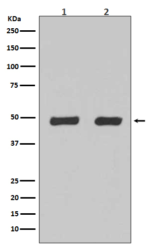 Flotillin 2 Antibody in Western Blot (WB)