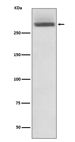 Laminin alpha-3 Antibody in Western Blot (WB)