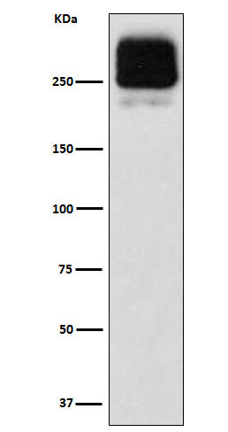MRP2 Antibody in Western Blot (WB)