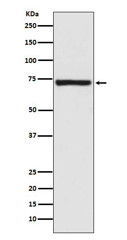 Calpain 1 Antibody in Western Blot (WB)