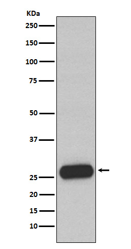 Mast Cell Chymase Antibody in Western Blot (WB)
