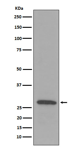 C1QB Antibody in Western Blot (WB)
