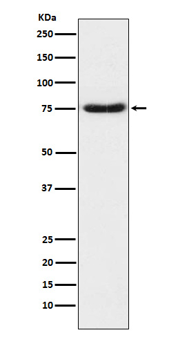 NTN1 Antibody in Western Blot (WB)