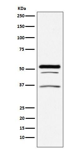 PIST Antibody in Western Blot (WB)