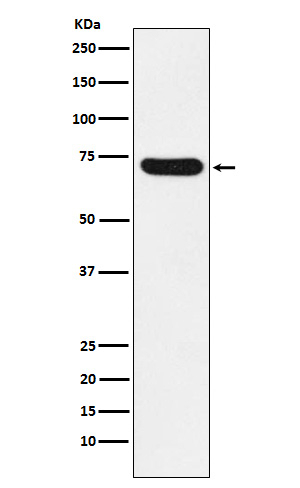 NCF2 Antibody in Western Blot (WB)