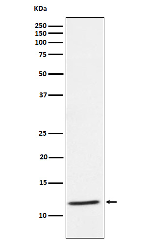 TYROBP Antibody in Western Blot (WB)