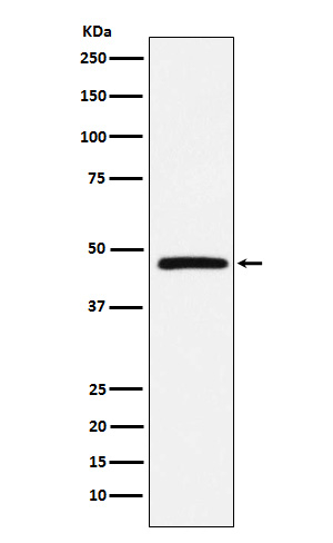 DARC Antibody in Western Blot (WB)