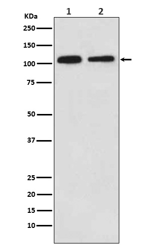 MOV10 Antibody in Western Blot (WB)