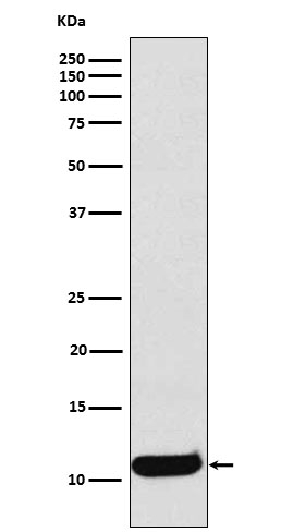 CCL19 Antibody in Western Blot (WB)