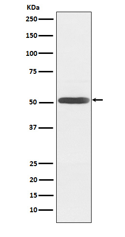INHBB Antibody in Western Blot (WB)