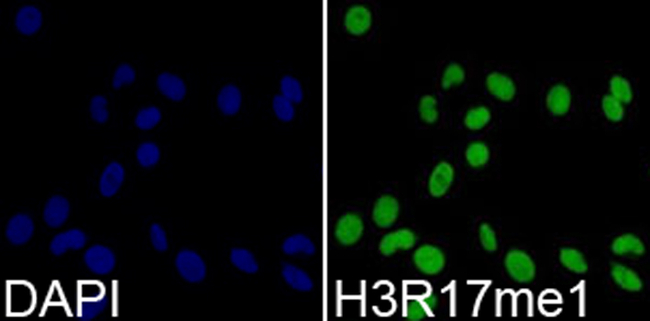 H3R17me1 Antibody in Immunocytochemistry (ICC/IF)