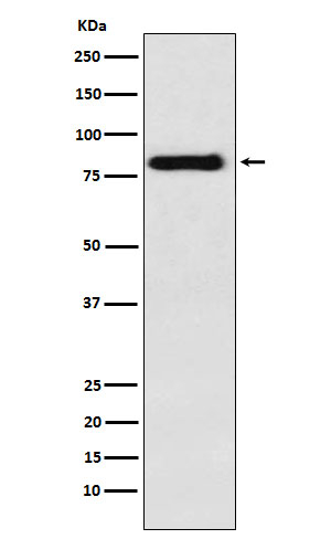 PAG1 Antibody in Western Blot (WB)