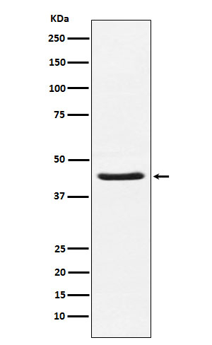 HSD3B1 Antibody in Western Blot (WB)