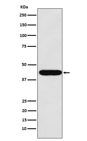 LHX2 Antibody in Western Blot (WB)