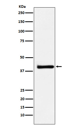 XRCC3 Antibody in Western Blot (WB)