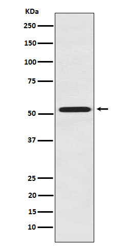 FMO3 Antibody in Western Blot (WB)