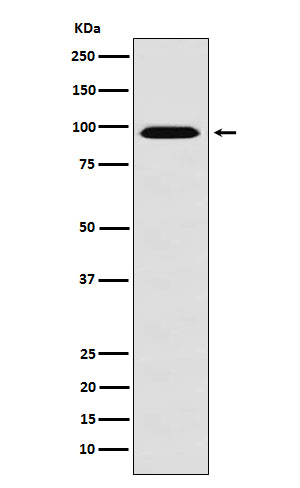 RANBP9 Antibody in Western Blot (WB)