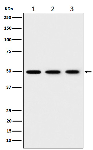 EEF1G Antibody in Western Blot (WB)