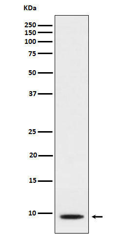 CXCL5 Antibody in Western Blot (WB)