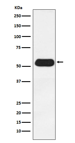 ESRRG Antibody in Western Blot (WB)